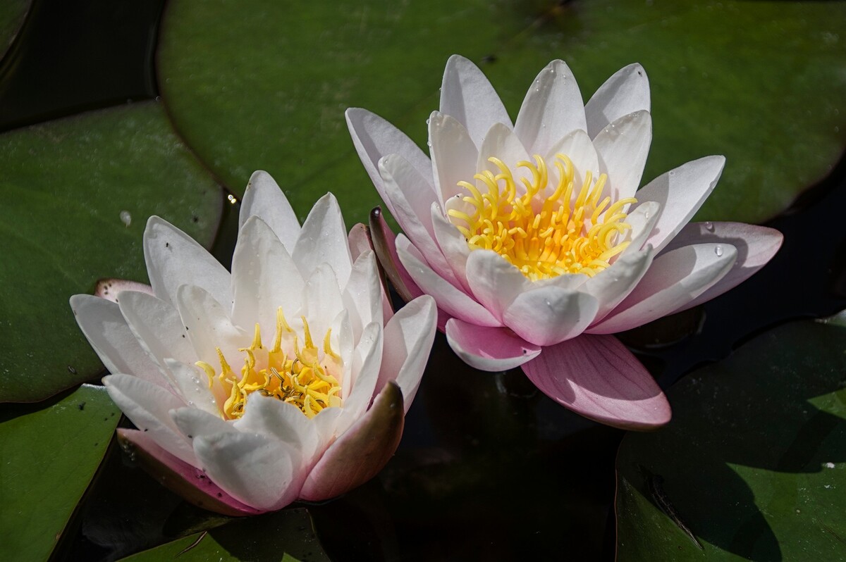 Lillies 2